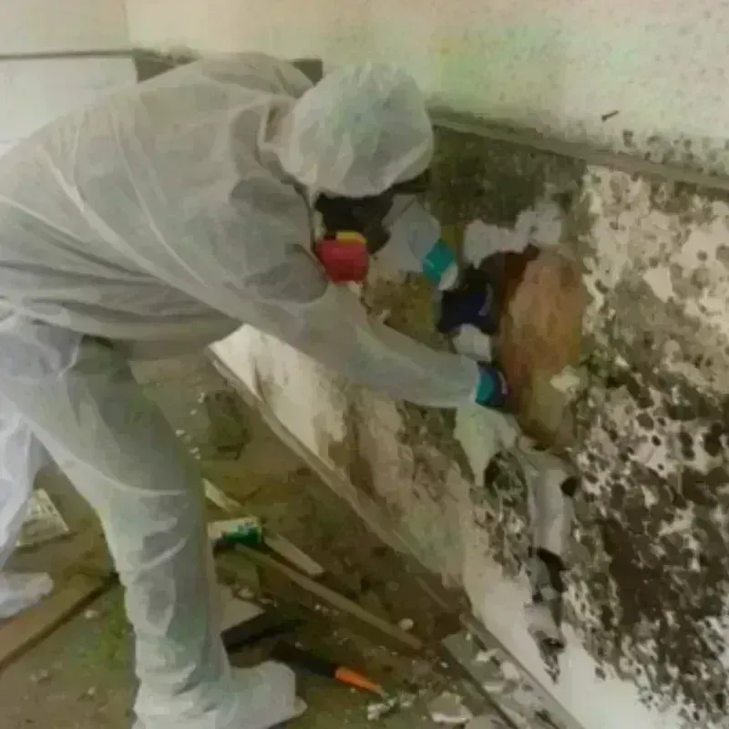 Mold Remediation and Removal in Malvern, AL